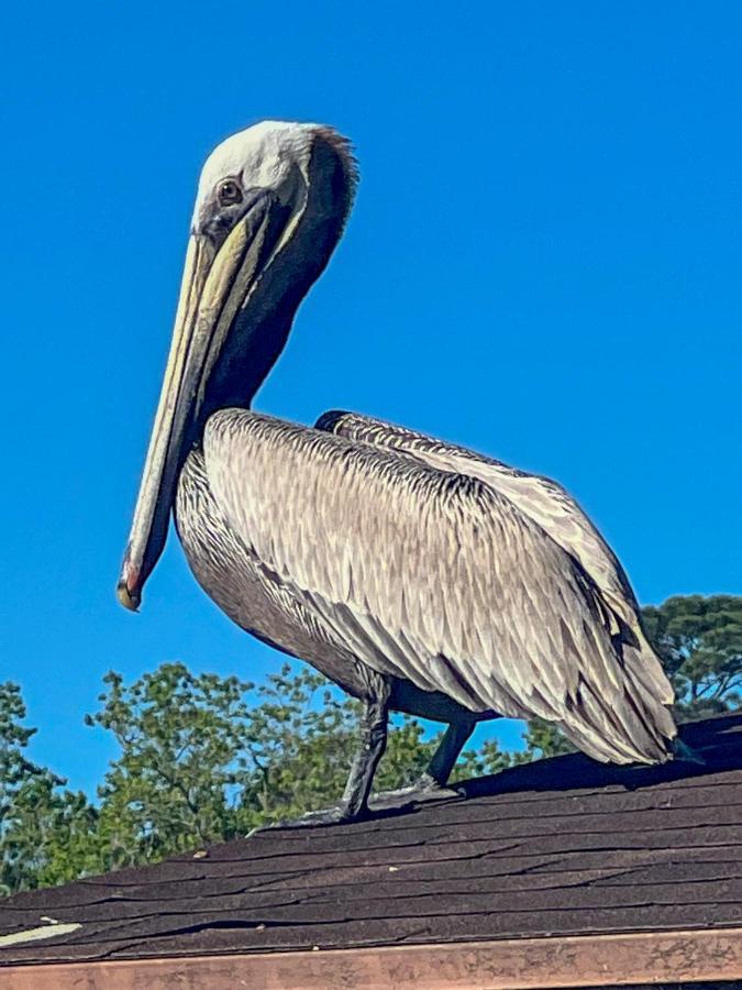 Kingwood Cottage - 10 Mins From Iah - Lake Front ハンブル エクステリア 写真